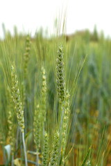 Green wheat field close up image, Green Wheat whistle, Wheat bran fields, agriculture, wheat field Pakistan, closeup of green cereal field