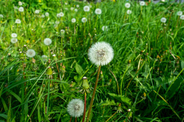 Fototapeta premium dandelion on background of green grass, White dandelion flower on spring day, closeup