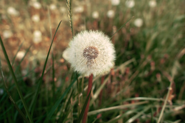 dandelion on background of green grass, White dandelion flower on spring day, closeup