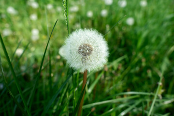 dandelion on background of green grass, White dandelion flower on spring day, closeup