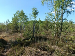 Rekyva forest during sunny summer day. Pine and birch tree woodland. Blueberry bushes are growing in woods. Sunny day with white and gray clouds in sky. Summer season. Nature. Rekyvos miskas.