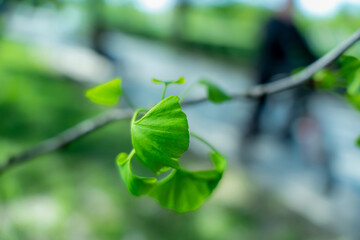 Ginkgo biloba tree. Green ginkgo biloba leaves. Chinese medicine. 