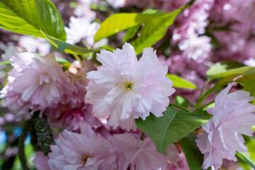 sakura tree, sakura flower close up