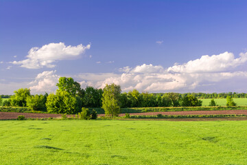 Landscape of a green field of young wheat with a group of trees on the horizon