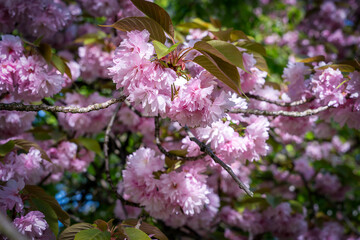 sakura tree, sakura flower close up