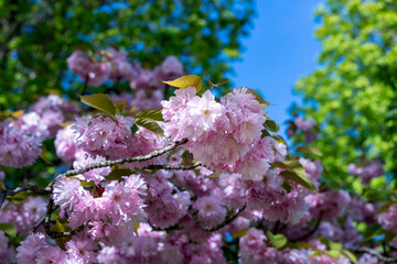 sakura tree, sakura flower close up
