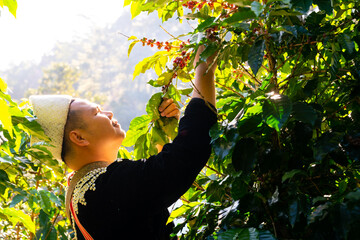 Happy Asian man farmer picking red cherry coffee beans in coffee plantation in Chiang Mai,...
