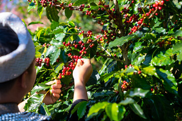 Happy Asian man farmer picking red cherry coffee beans in coffee plantation in Chiang Mai,...