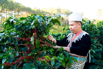 Happy Asian man farmer picking red cherry coffee beans in coffee plantation in Chiang Mai,...