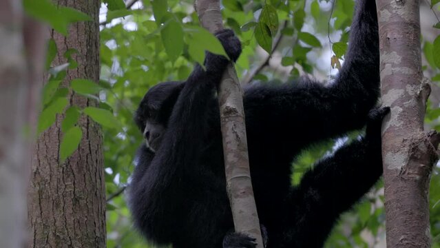 a profile close up clip of a sumatran siamang in the rainforest of gunung leuser national park on sumatra, indonesia