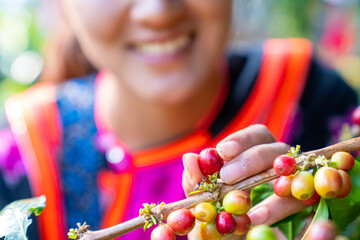Happy Asian woman farmer picking red cherry coffee beans in coffee plantation in Chiang Mai,...