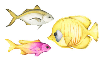 Colorful tropical fish. Aquarium animals .Watercolor illustration tropical fish. Underwater sealife concept.
