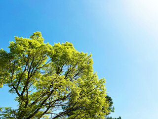 木々と葉と青空