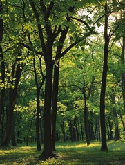 Obraz premium A sprawling forest filled with an abundance of lush green trees creating a mesmerizing natural wonderland. Generative AI