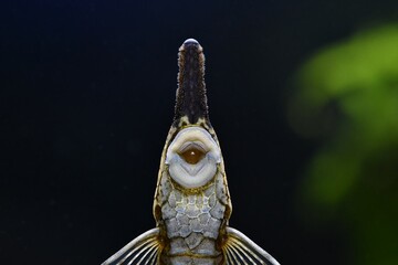 Głowa szydlika iglastego (Farlowella acus)