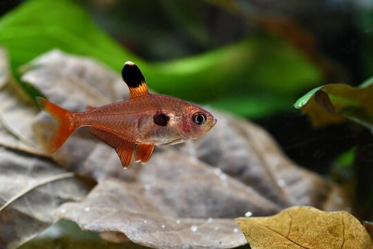 Barwieniec czerwony, fantom czerwony (Hyphessobrycon sweglesi) - samica