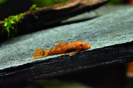 Młody zbrojnik (Ancistrus sp.), odmiana barwna Red-Black