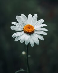 Fototapeta premium Close-up of a beautiful white daisy flower