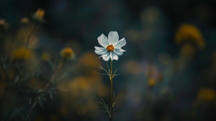 Delicate white flower against a dark background
