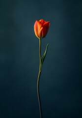 Vibrant tulip flower against dark background