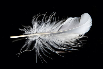 Obraz premium A delicate white feather contrasts against a stark black background