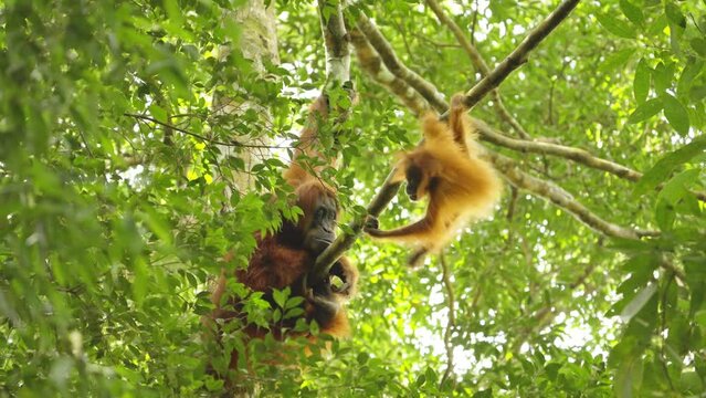 a baby orangutan plays on branch with its mother nearby in the rainforest of gunung leuser national park on sumatra, indonesia