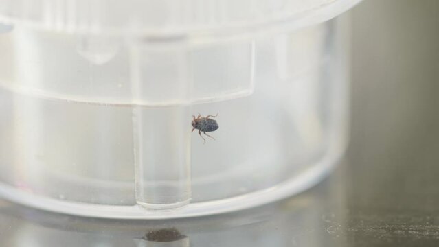 Close up footage of a small tick crawling inside a plastic container.