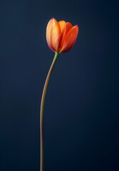 Obraz premium vibrant tulip against dark background