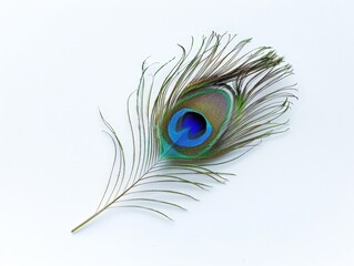 Obraz premium Vibrant peacock feather against a white background