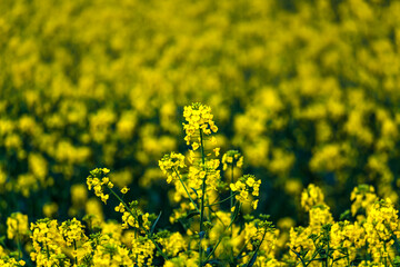 Obraz premium Rapeseed field at springtime, colza, brassica napus