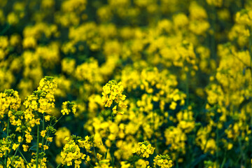 Fototapeta premium Rapeseed field at springtime, colza, brassica napus