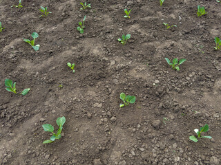 Young plants of white cabbage on field in overcast morning