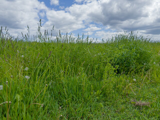 Bushes of high grass with ears on meadow against sky