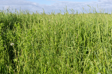 Fragment of the meadow overgrown with different high grass © An-T