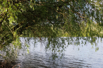 Tilted willows trunks with branches hanging down above lake water