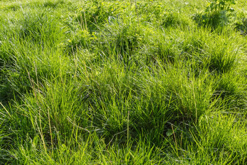 Bushes of grass on meadow in spring evening backlit
