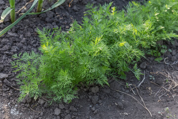 Young plants of the dill growing on a field