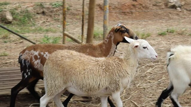 Close up shot of three goats staning next to each other and then walking away at the same time.