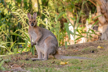 野生のワラビー、Wild Wallaby