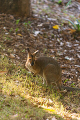野生のワラビー、Wild Wallaby