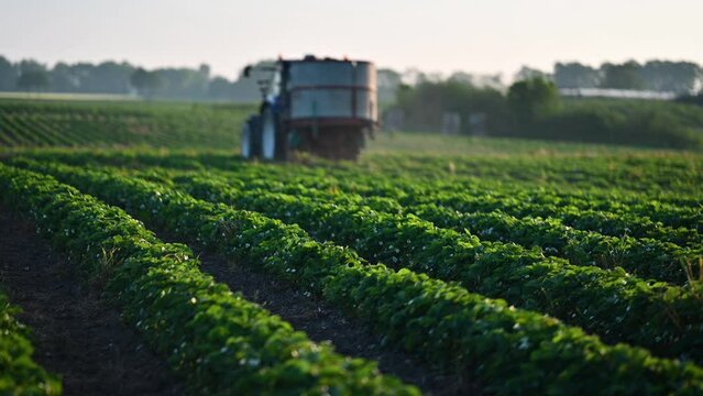 Tractor drives through the rows in the strawberry field, spreading straw mulch on the strawberry plantation. 