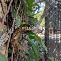 Naklejka premium garden snake slithering through fence gap into surbor