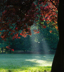 decorative tree with red leaves in sunny summer park