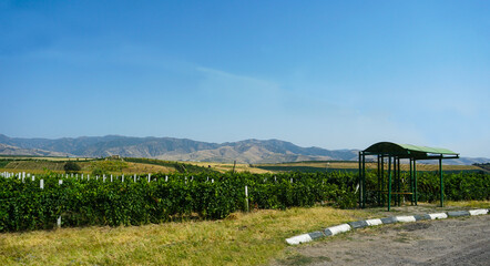 Mountains and blue sky behind the vineyard