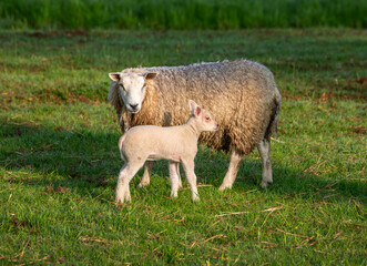 ewe and lamb in early sunlight in green meadow