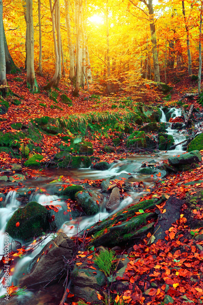 Wall mural Carpathian autumn landscape, unbelievable morning in the forest, fast stream between beech trees and gold leaves	