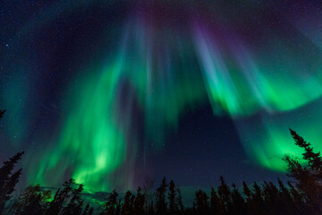 Green Aurora and fir trees silhouettes. Yellowknife, Northwest Territories, Canada. Real photos.