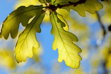 Green oak leaves in the backlight