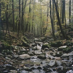 A scene with a quiet forest stream and rocks set a 