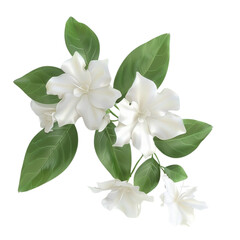 Obraz premium Jasmine flower isolated 3D on white background